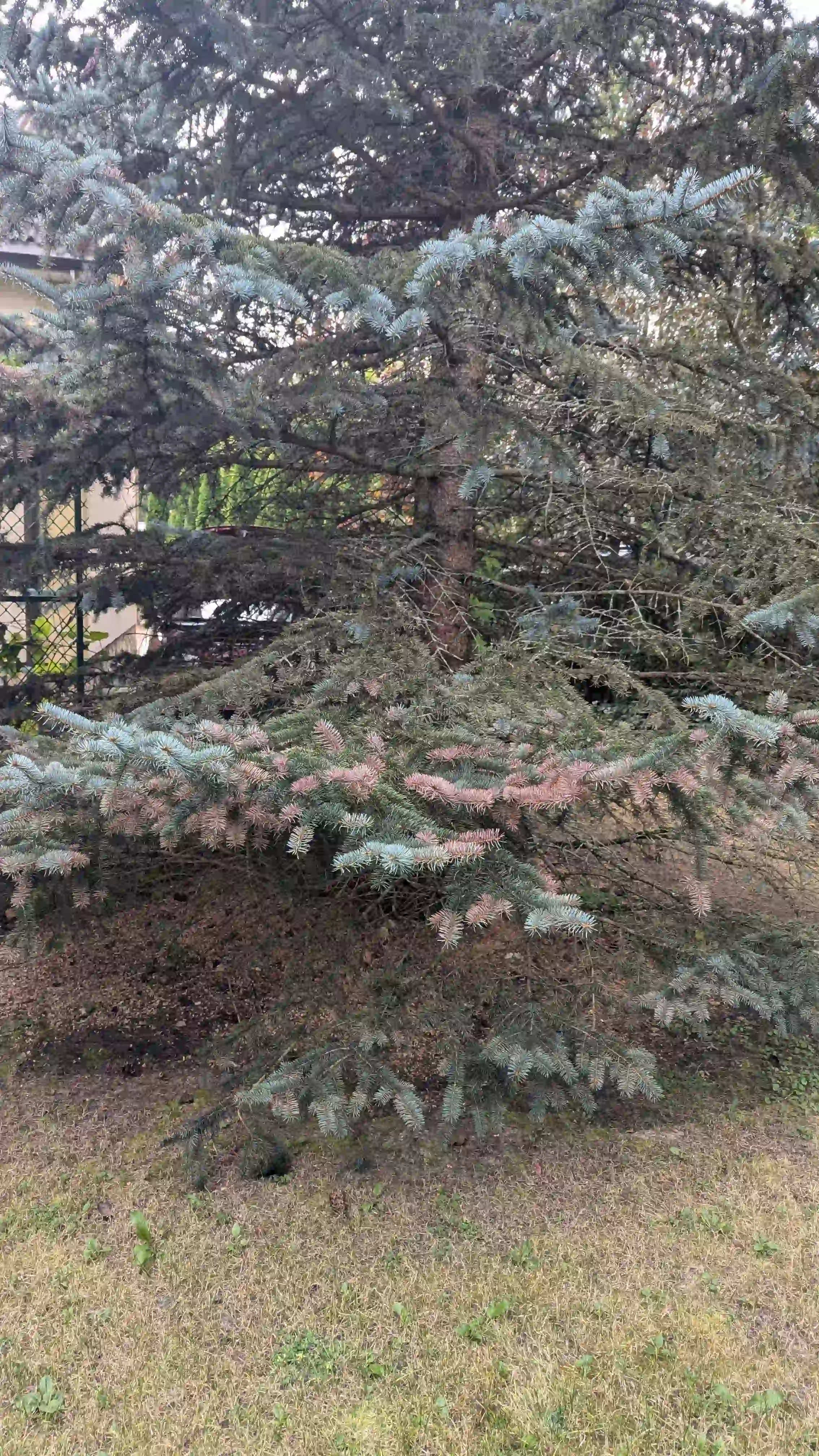Хроническое шютте в г. Королёв