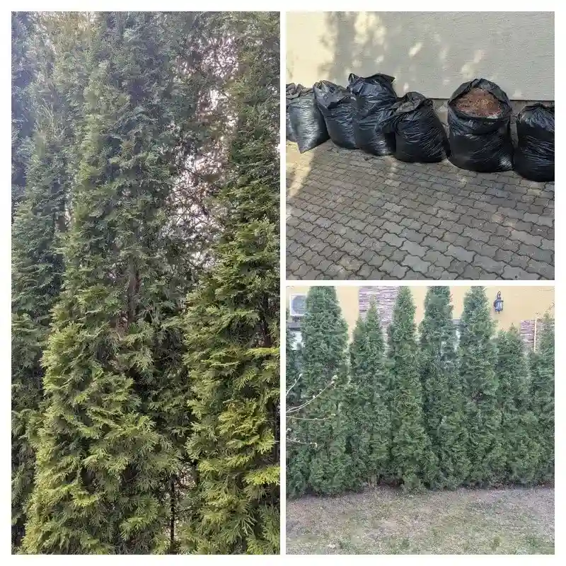 Восстановление туй в г. Королёв